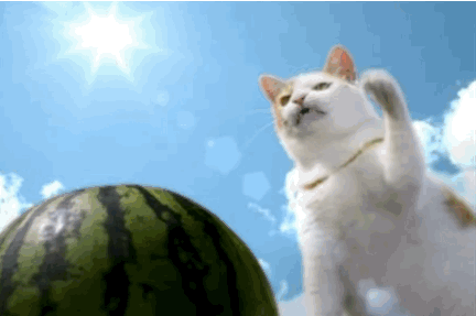 cuoi-rung-ron-voi-24-dieu-ky-quac-chi-co-o-nhat-ban